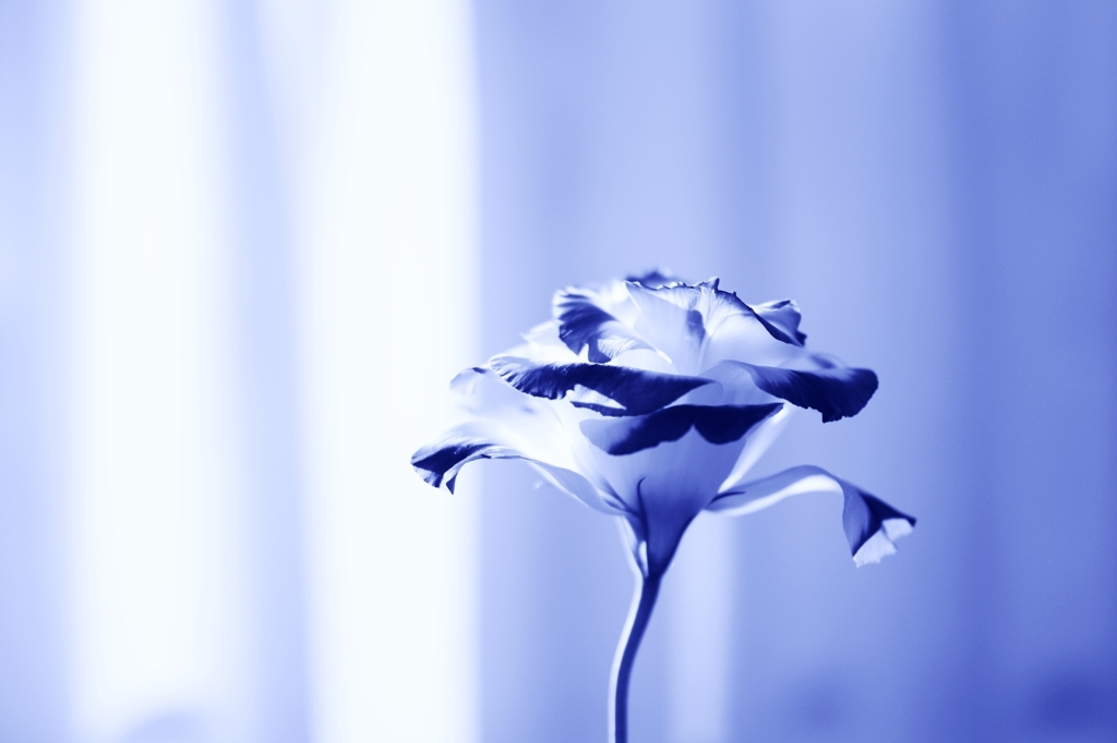 Texas Bluebell