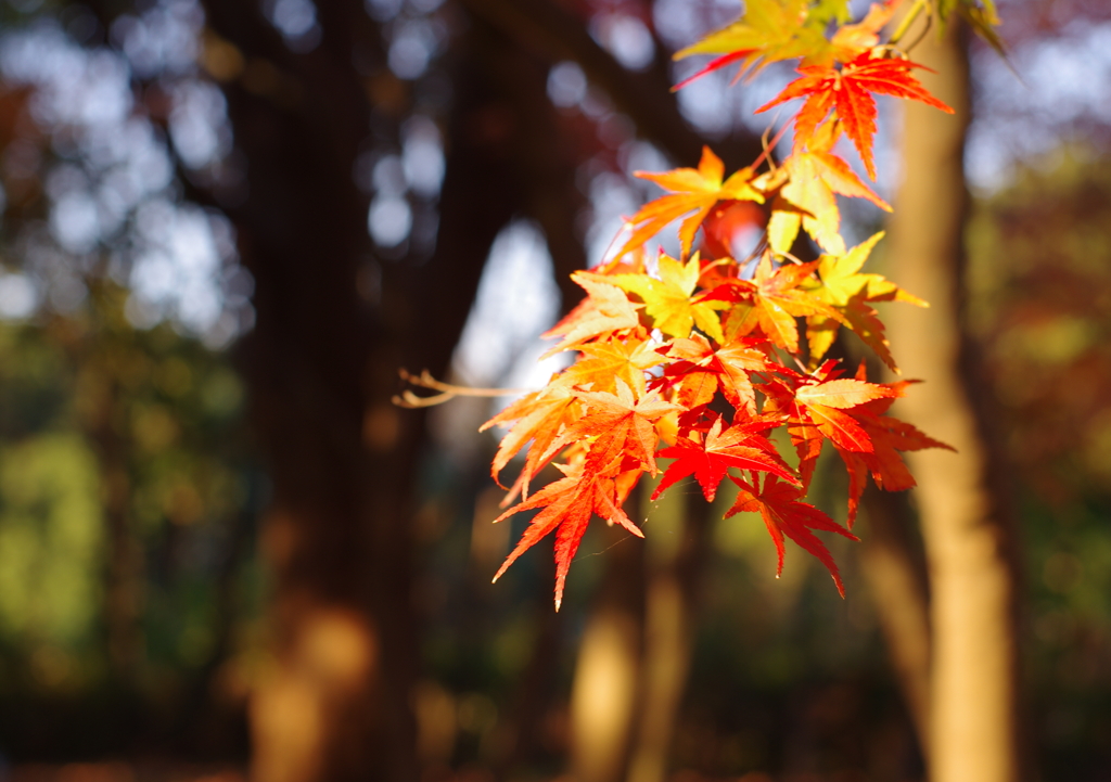 紅葉－朝日を浴びて