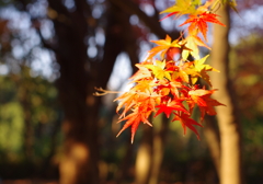 紅葉－朝日を浴びて