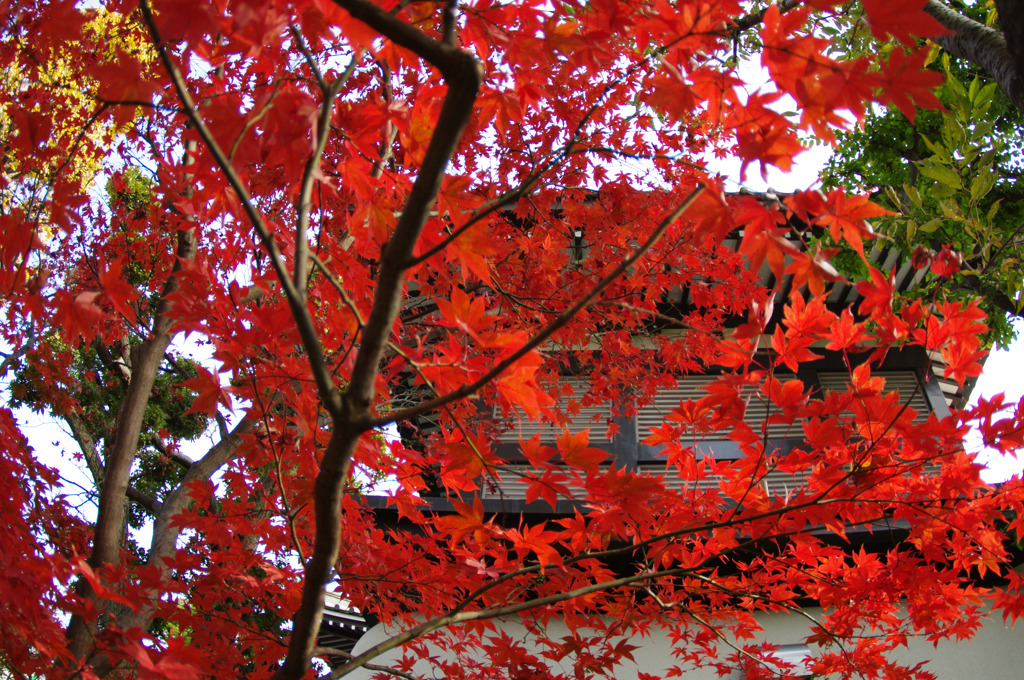 紅葉寺