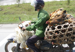 家鴨・鶏　on バイク