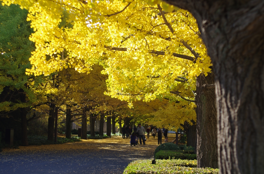 昭和記念公園、２０１０紅葉2