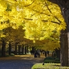 昭和記念公園、２０１０紅葉2
