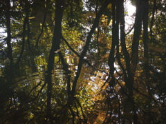 水面にうつる秋