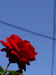 空にむかって