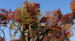 秋そして秋
