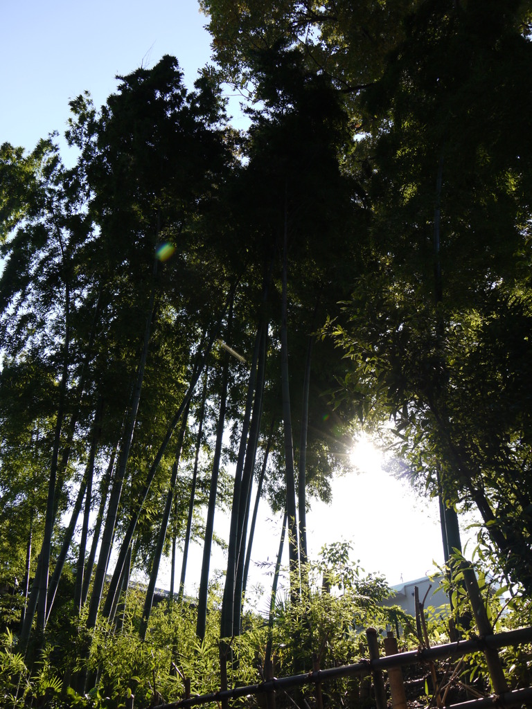 竹林