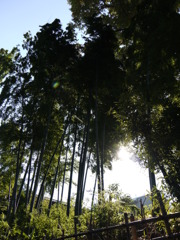竹林