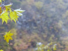 涙の秋
