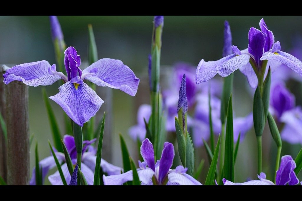 violet.