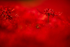 Red spider lily　.