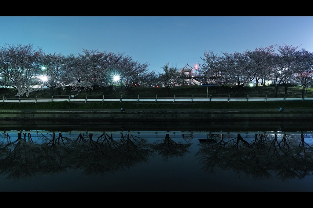 宵　桜
