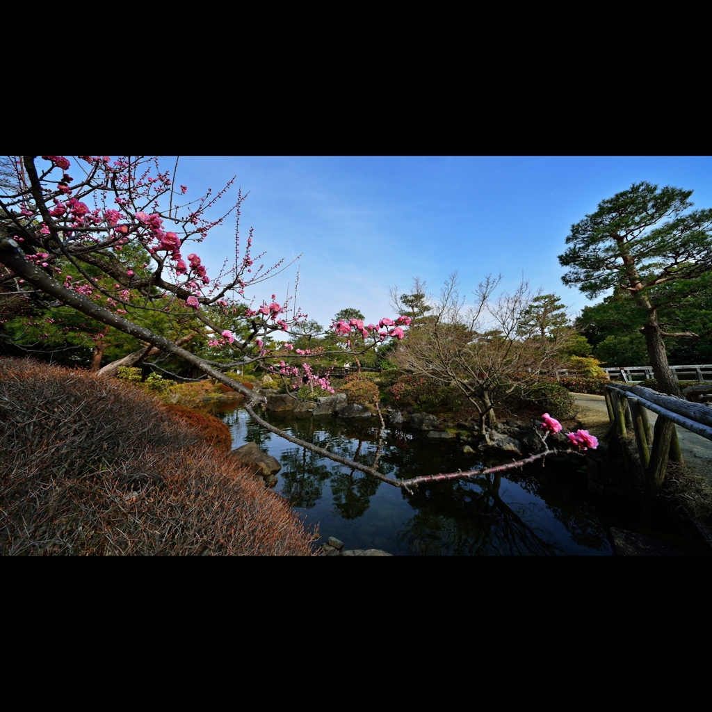 梅庭園