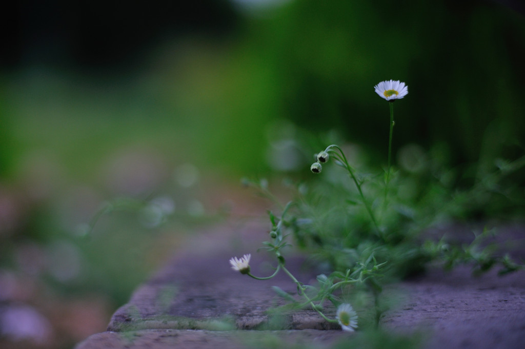 NOKTON garden3