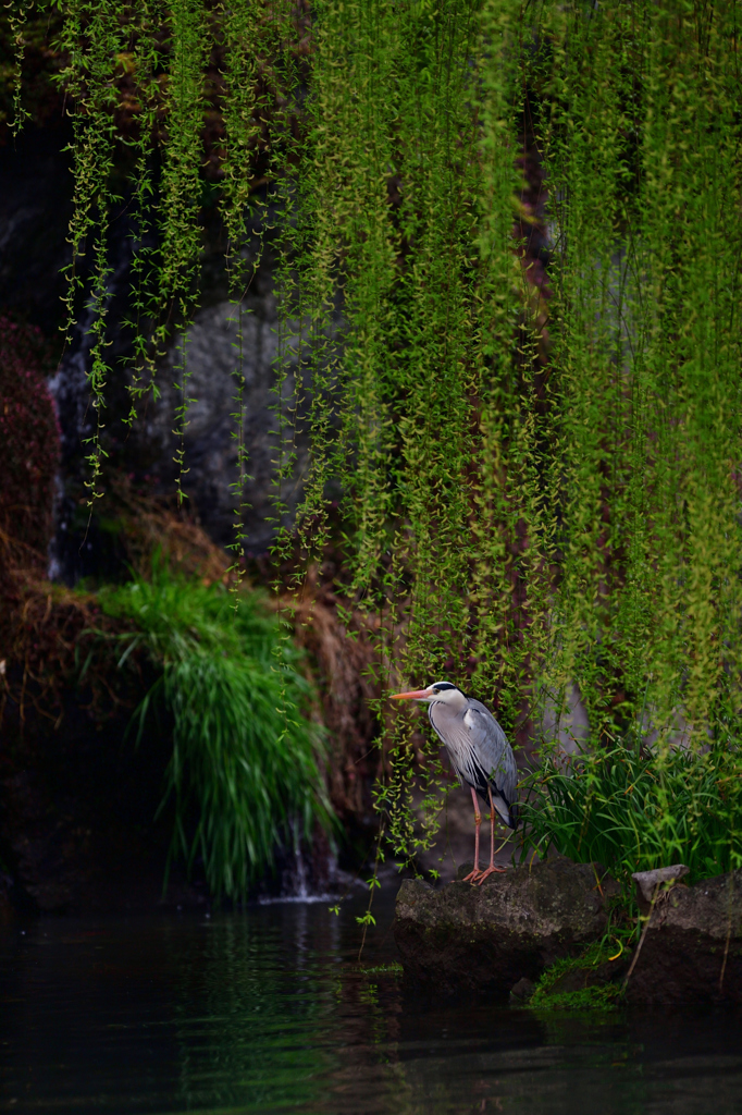  華 鳥 風 月 .