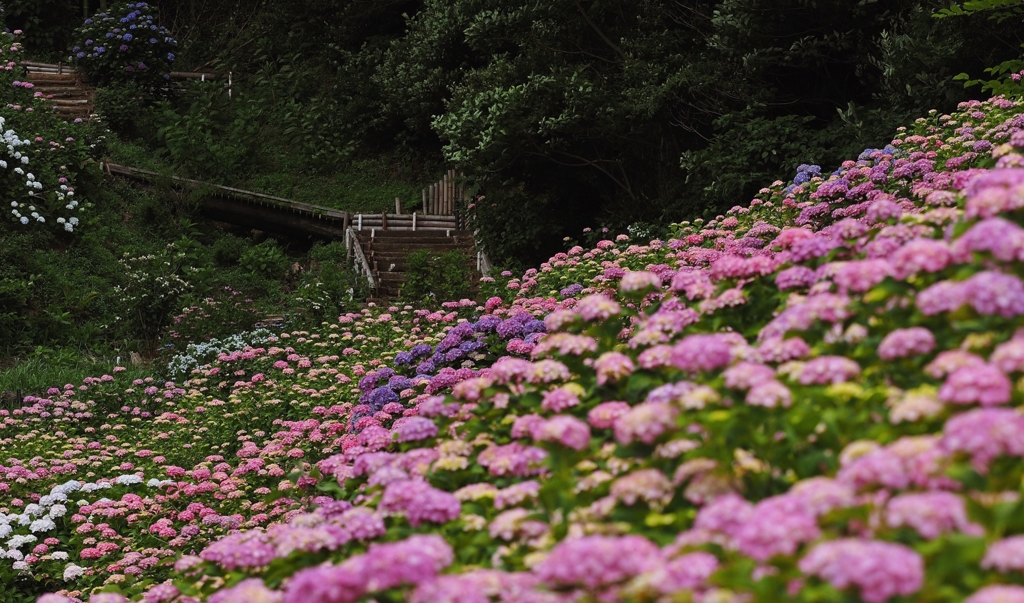 Hortensia.une