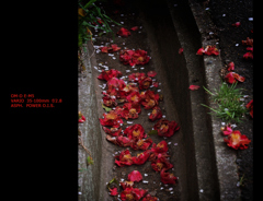 朽華.red