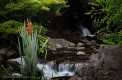 Typha latifolia L.