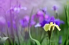 sweet flag.1