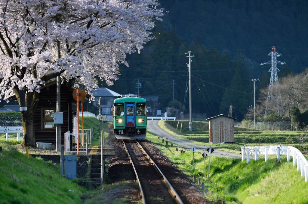 　　　翠　桜