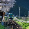 　　　翠　桜