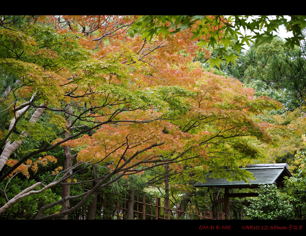 Autumn Color.3