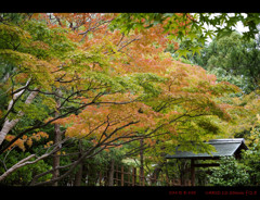Autumn Color.3