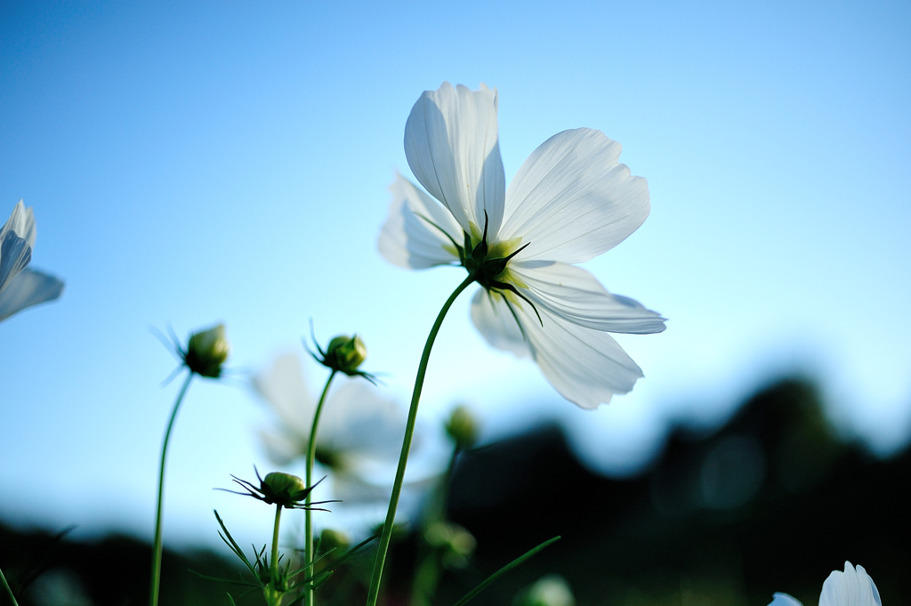 Dream Cosmos Field.4