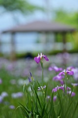 purple.3