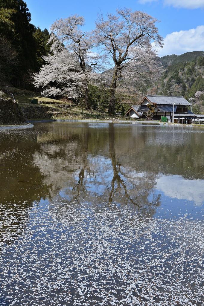 名 残 桜   .