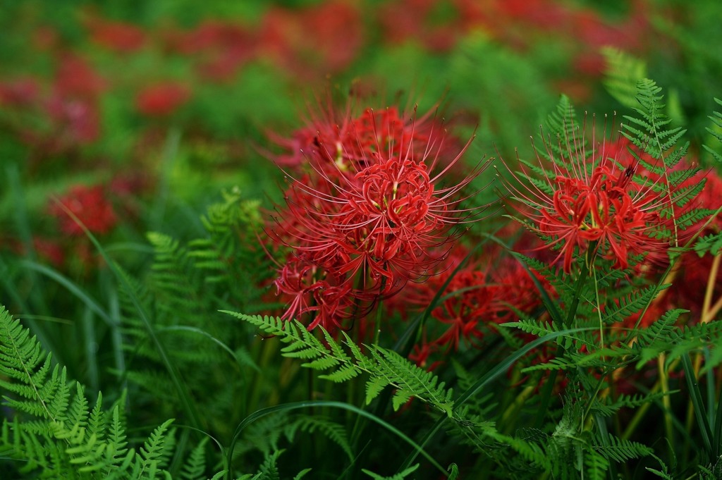 鮮華.1
