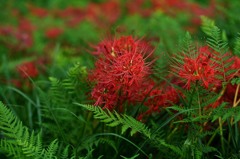 鮮華.1