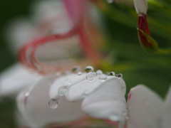 waterdrop.2