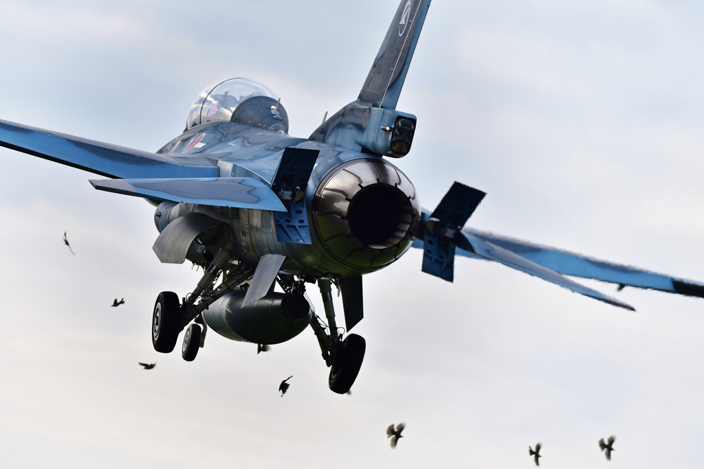 bird strike .3
