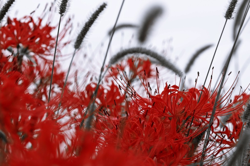 炎華.4