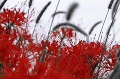 炎華.4