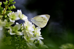 Butterfly ！　×　1.3