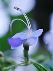 しろ鷺