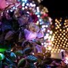 冬の薔薇