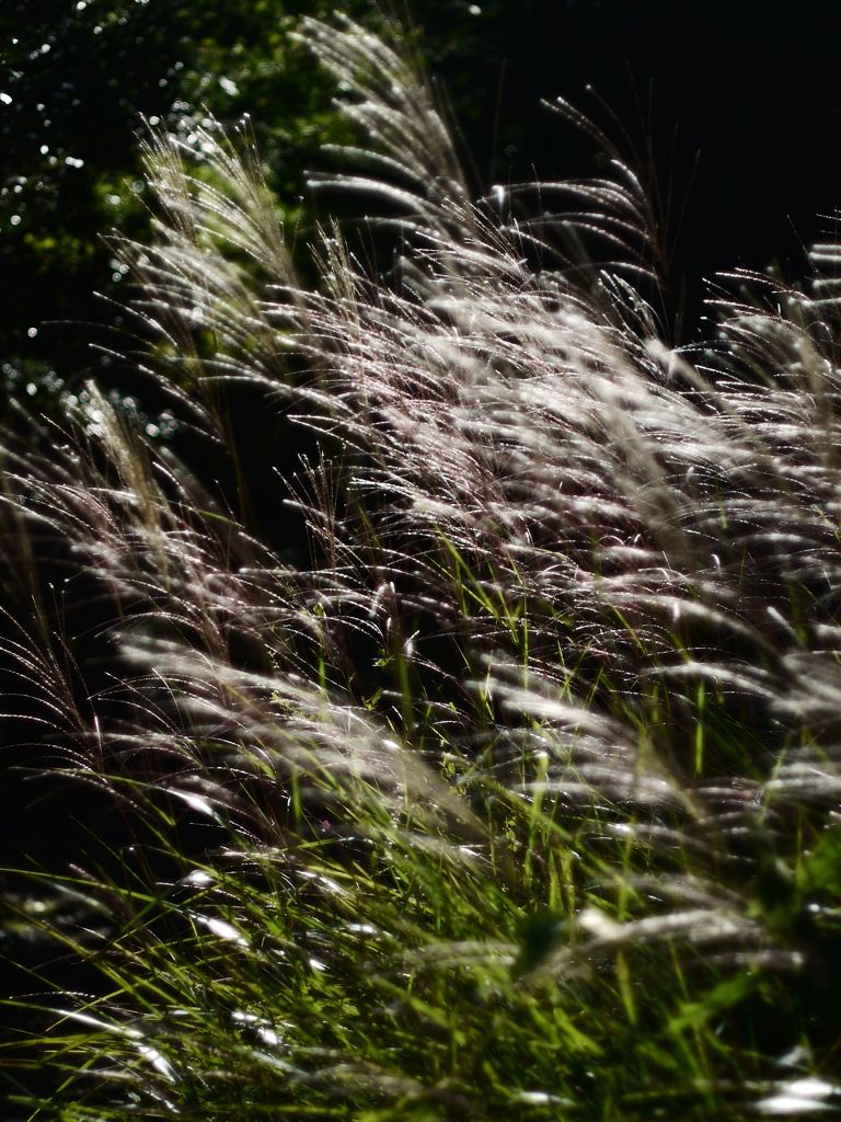 『穏秋陽眩』③組