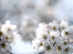 夢桜