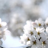 夢桜
