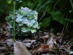 オトシモノ オトシモノ