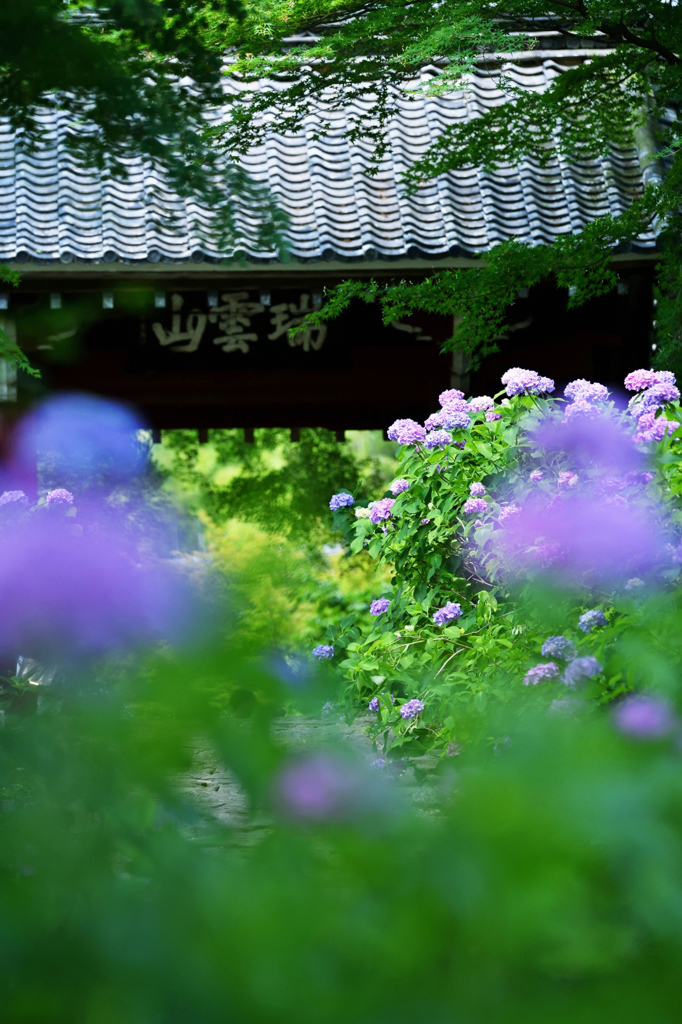 　本 光 寺  .4