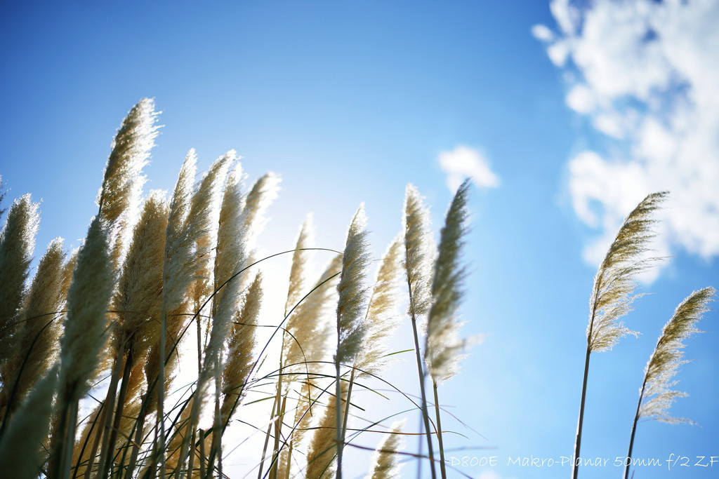 Le bon jour d'automne./quatre