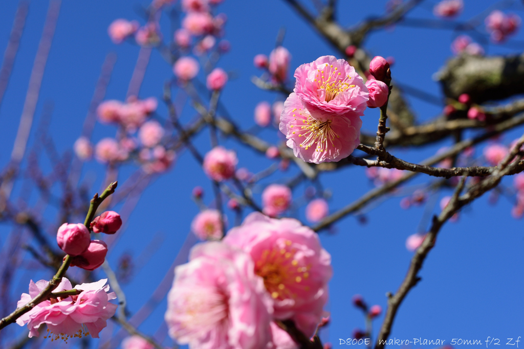 ume blossoms.3