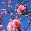 ume blossoms.3