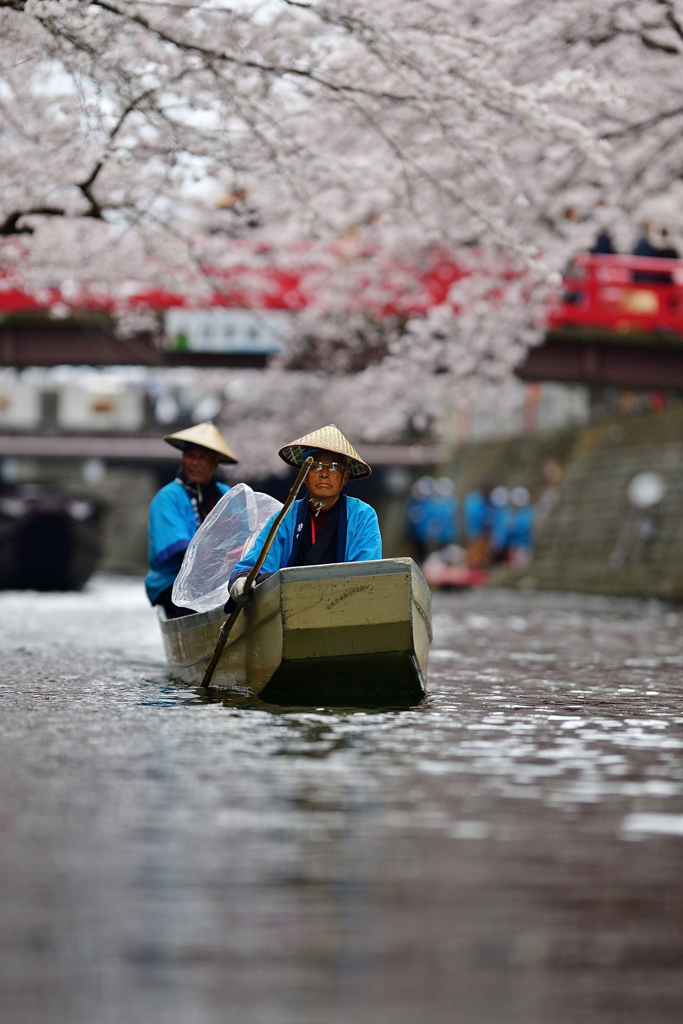  桜 水 都 .3