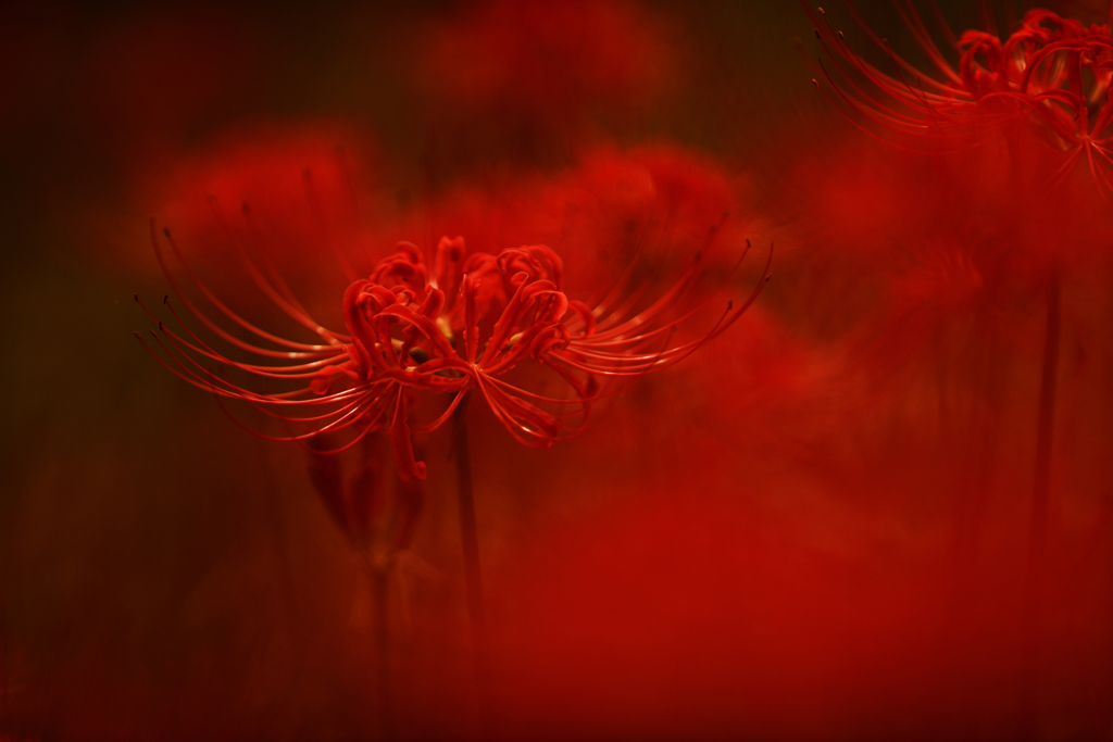 　艶　華　.