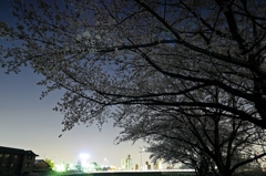 love flower.